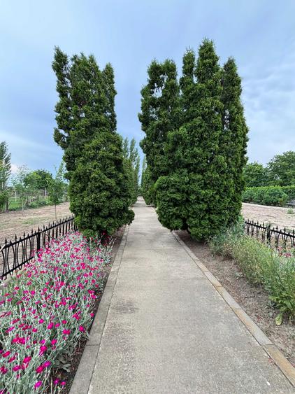 Casa tip vila, 9 camere, teren 3400 mp Garoafa, aproape de Focsani - 1