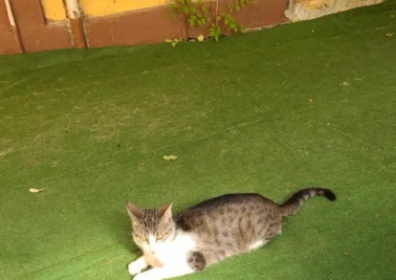 Garsoniera ?i curte Trivale Pitesti (reducere) - 3