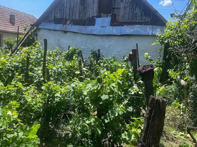 Casa de vanzare cu 2 parcele Jamu Mare (70 km de Timi?oara) - 3