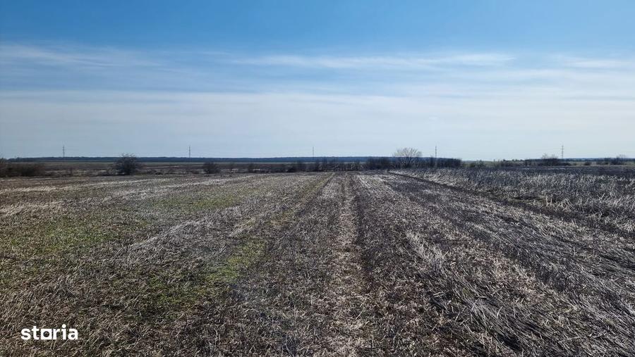 Ocazie- Teren Intravilan de Vanzare- Peris Snagov- Doar 9 euro/mp - 3