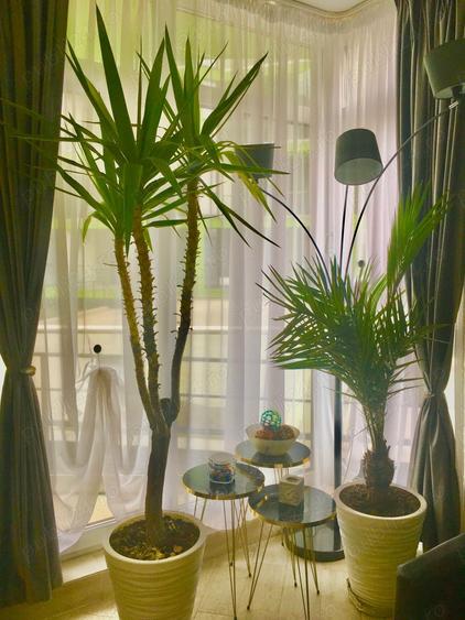 Studio apartament XXL 38m utili Alezzi beach resort Navodari - 2