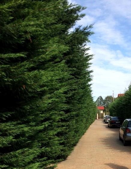 Casa de vânzare în Bucium - 3