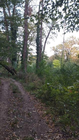 SUPER  OCAZIE TEREN 4000MP DE VANZARE IN SNAGOV CU DESCHIDERE LA LACUL SNAGOV - 7