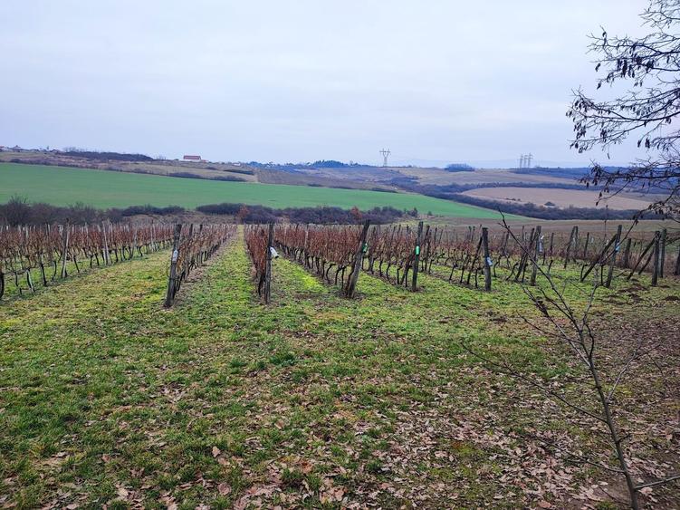 37 arii intravilan Viile Satu Mare - 4