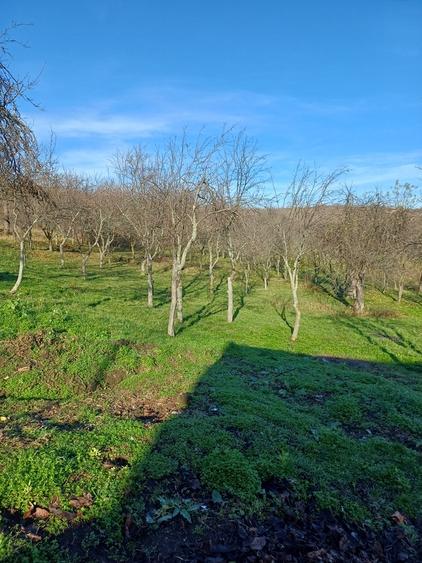 Sarateni, Vaslui - 6