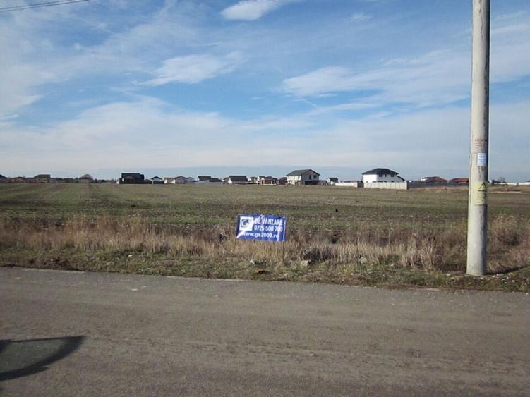 Domnesti-Crengutei-Narciselor - 9