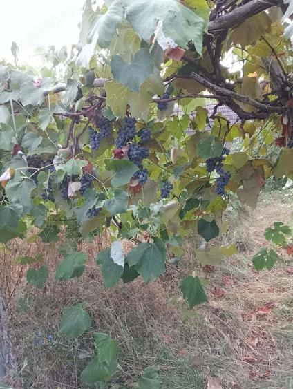 Casa batraneasca Greci 9000E - 3