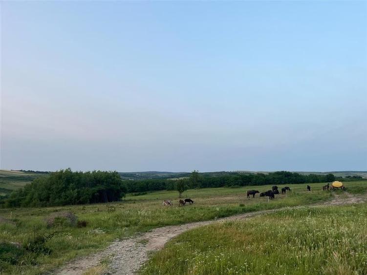 RECO Teren in Paleu 903 mp, acces rapid din Saldabagiu de Munte - 11