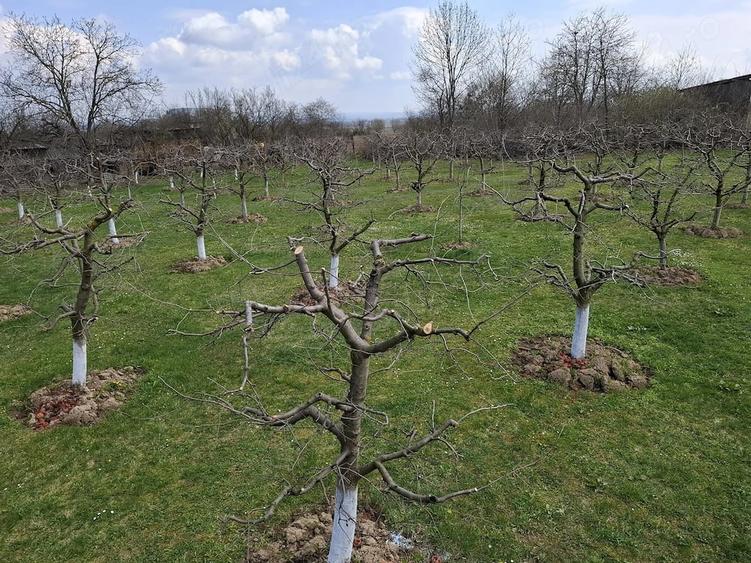Teren de 2000 mp, în Răucești