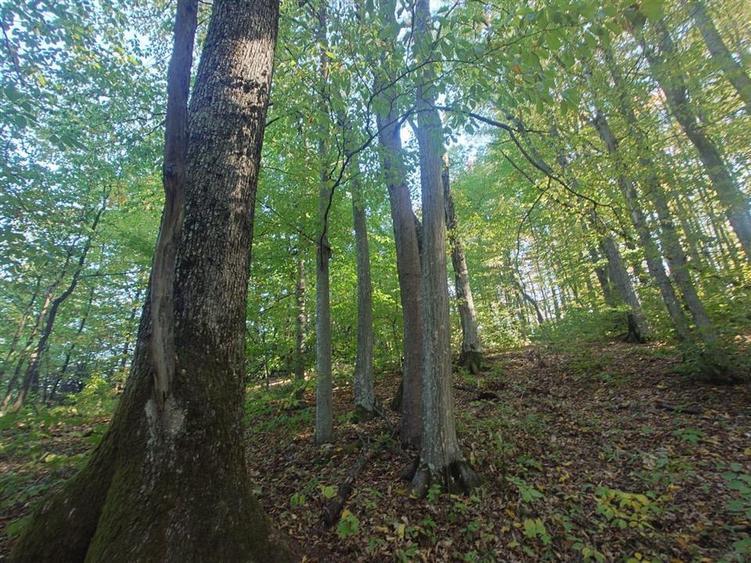 Teren extravilan de 36748 mp, în Căzănești