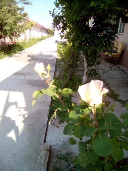 Casa solida, complet renovata, in Brade?ti (Dolj), la 20 km de Craiova -ideala pentru locuit afacere - 3