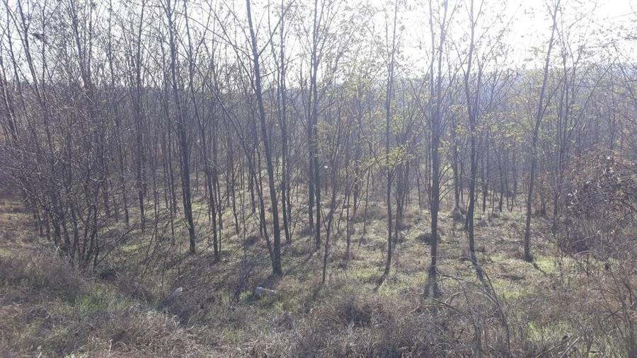 Teren în Rasova