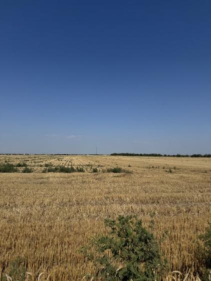Teren agricol extravilan de 10000 mp, în Dragomirești-Vale