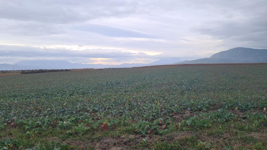Teren agricol extravilan de 48100 mp, în Hălchiu