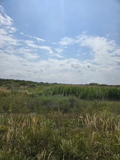 Teren de 29000 mp, în Gavojdia
