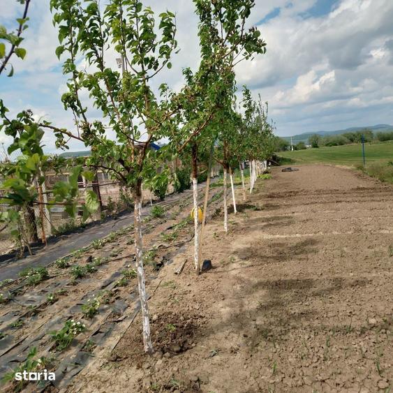 DEJ, Teren Intravilan, 7300mp cu utilitati, Str. Sarata de Jos, nr 35 - 1