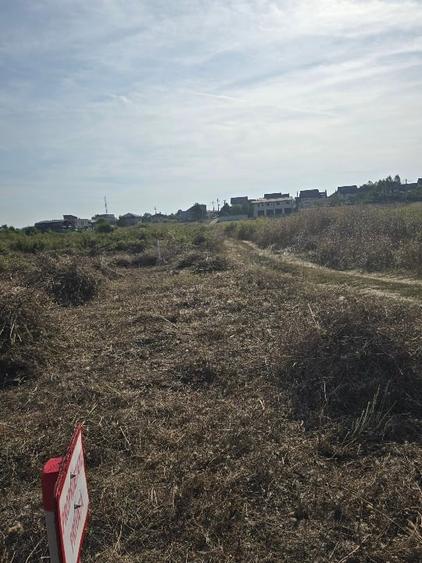 Teren agricol intravilan de 5145 mp, în Mogoșoaia