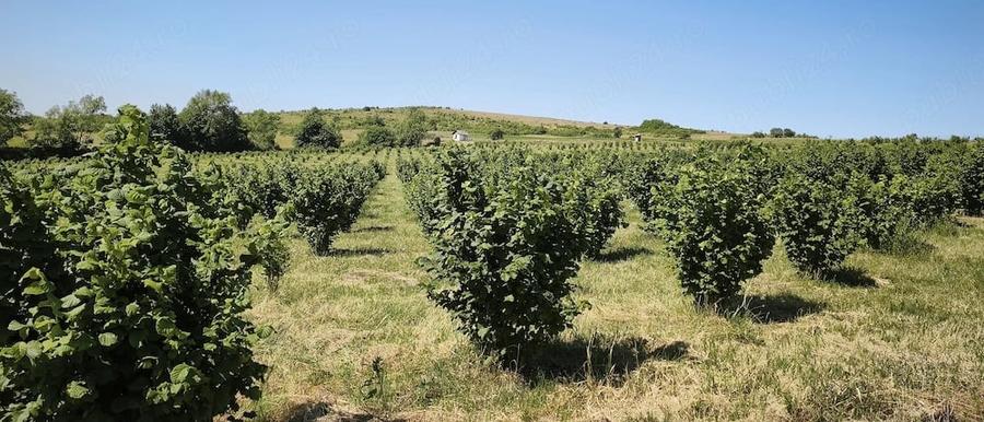 Teren de 29000 mp, în Cozla
