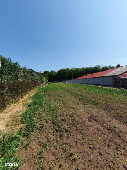 Teren de 1437 mp, în Cernica