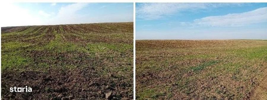 Teren de 6700 mp, în Negrași