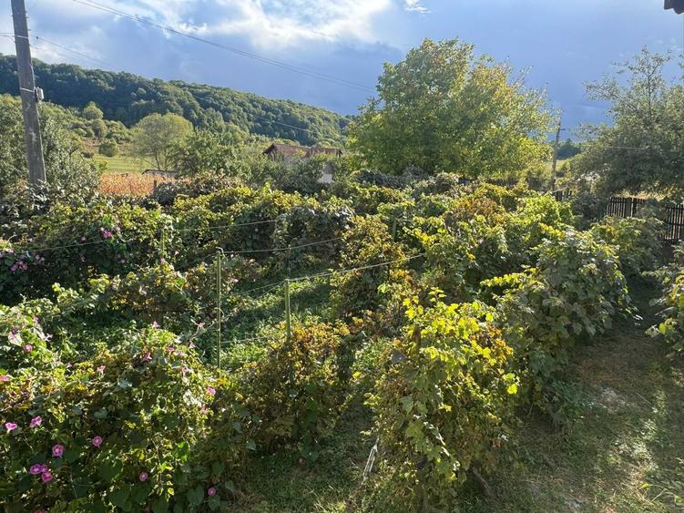 Proprietate cu Doua Case - 7