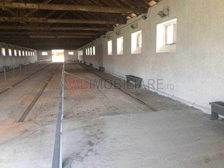 Ferma complet utilată – 30 ha teren comasat cu 11.500mp grajduri renovate Timiș - 18