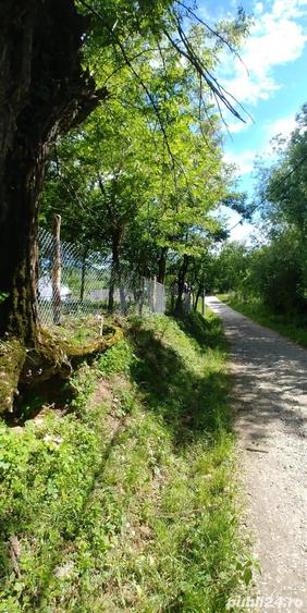 Teren de 7000 mp, în Tănăsești