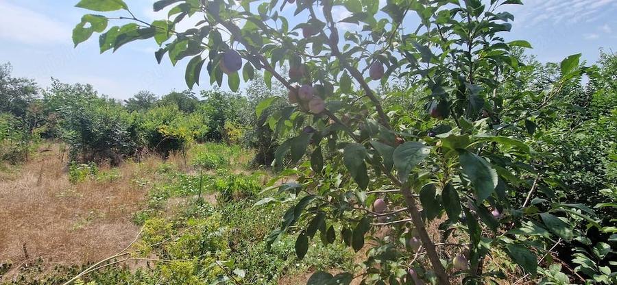 Teren de 1075 mp, în Răsuceni