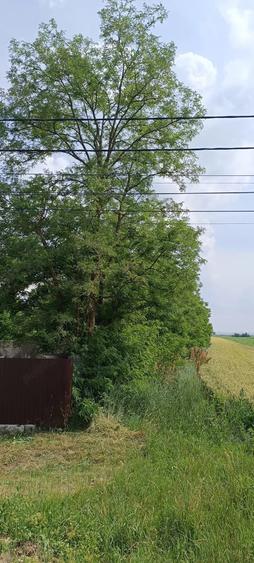 Teren de 5520 mp, în Timișești