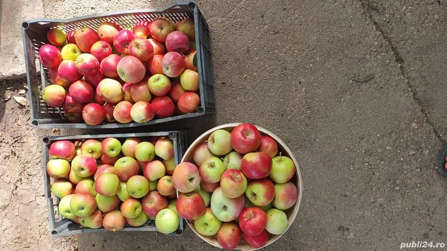 Teren de 2500 mp, în Vieru