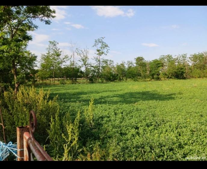 Teren intravilan de 3580 mp, în Călțuna