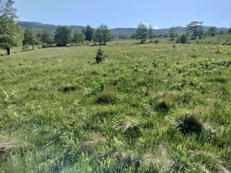 Teren de 5000 mp, în Vicovu de Sus