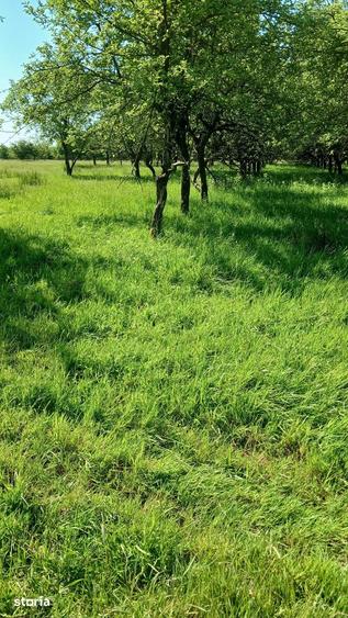 Teren de 4000 mp, în Valea Borcutului