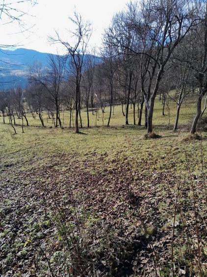 Teren de 1398 mp, în Albac