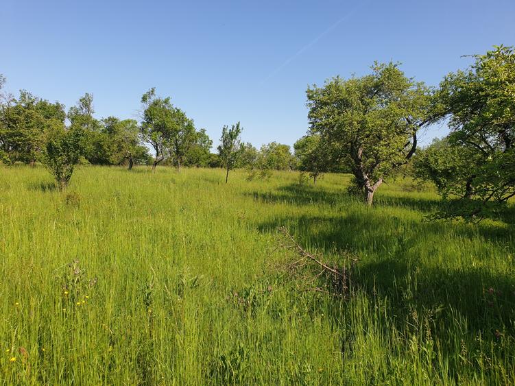 Teren Construcții intravilan de 1000 mp, în Pădureni (Chinteni)