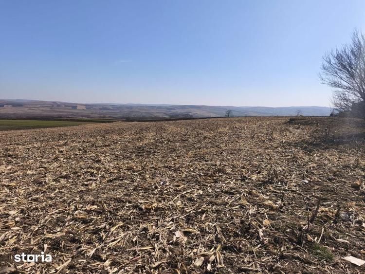 Teren de 6500 mp, în Grănicești