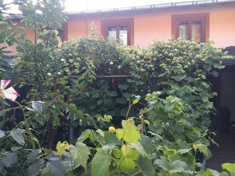 Casă cu 3 camere în Central