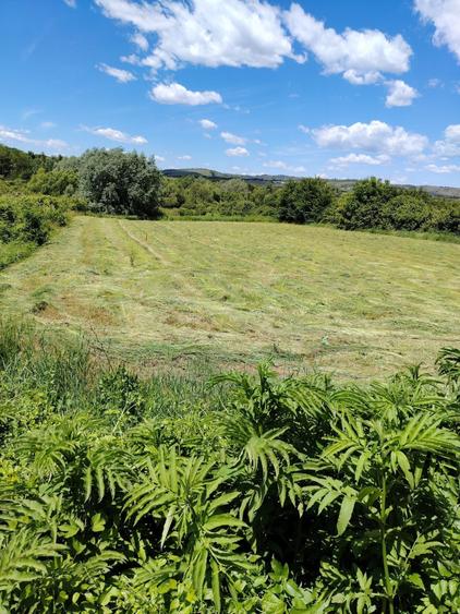 Teren de 5000 mp, în Bucov