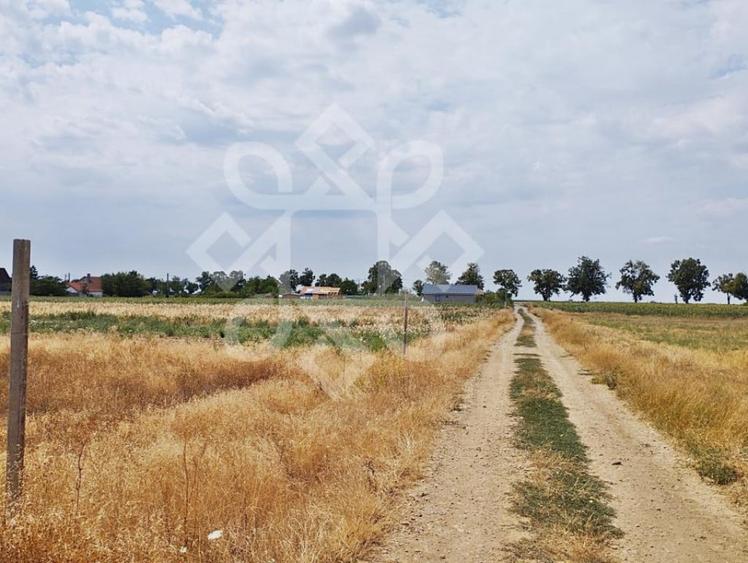 Teren intravilan de vanzare, 3000 mp in Gepiu, Bihor - 3
