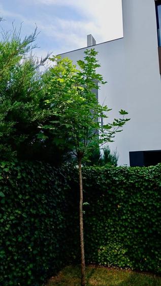 Duplex cu 5 camere cu Teren 220 Mp în Iancu Nicolae