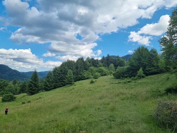 Teren de 9300 mp, în Pănicel