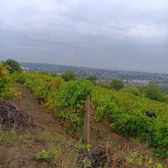 Teren de 1250 mp, în Central