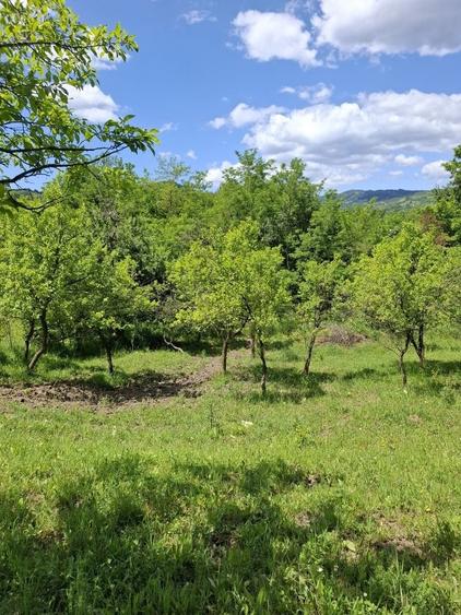 Oferim spre vanzare teren de 5000 m.Dintre acestia 1000 m este intravilan perfect pentru casa ta de vis sau o cabana de weekend . - 10
