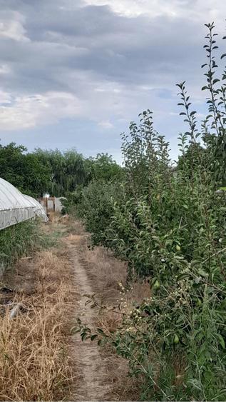 Teren de 5000 mp, în Coteana