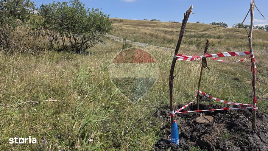 Teren intravilan de vanzare 843 mp Chinteni - 13