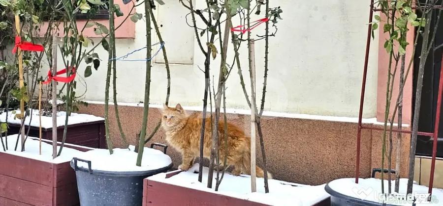 Apartament cu 2 camere decomandat în Centrul Istoric