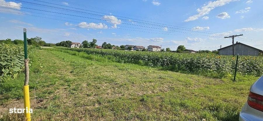 Teren intravilan 1.000 mp | Moara Vlasiei | Strada Berzei - 2
