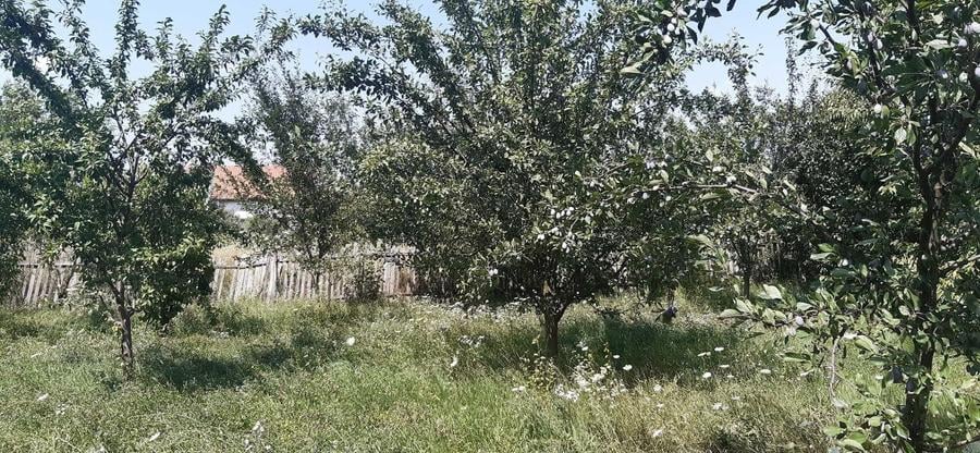 Teren de 1769 mp, în Central