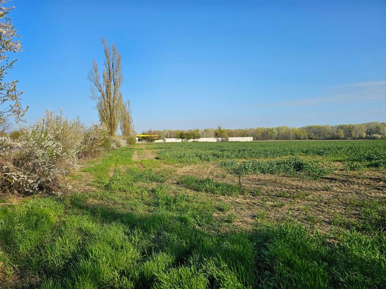 Teren Construcții intravilan de 10100 mp, în Potigrafu