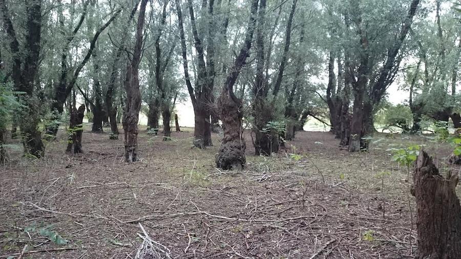 Teren de 1837 mp, în Peceneaga